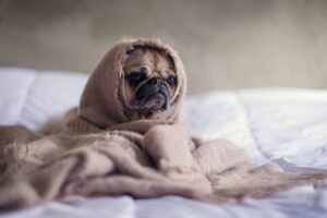 Pug in the Blankets